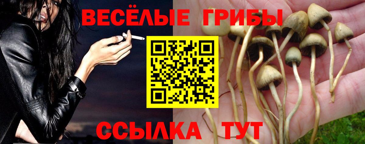 Псилоцибиновые грибы Psilocybe  Вход с VPN  Шатура 